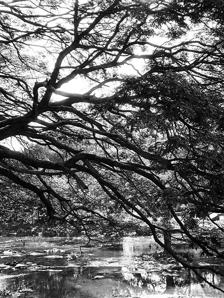 Arbres